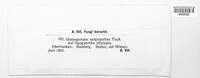 Discula sanguisorbae image